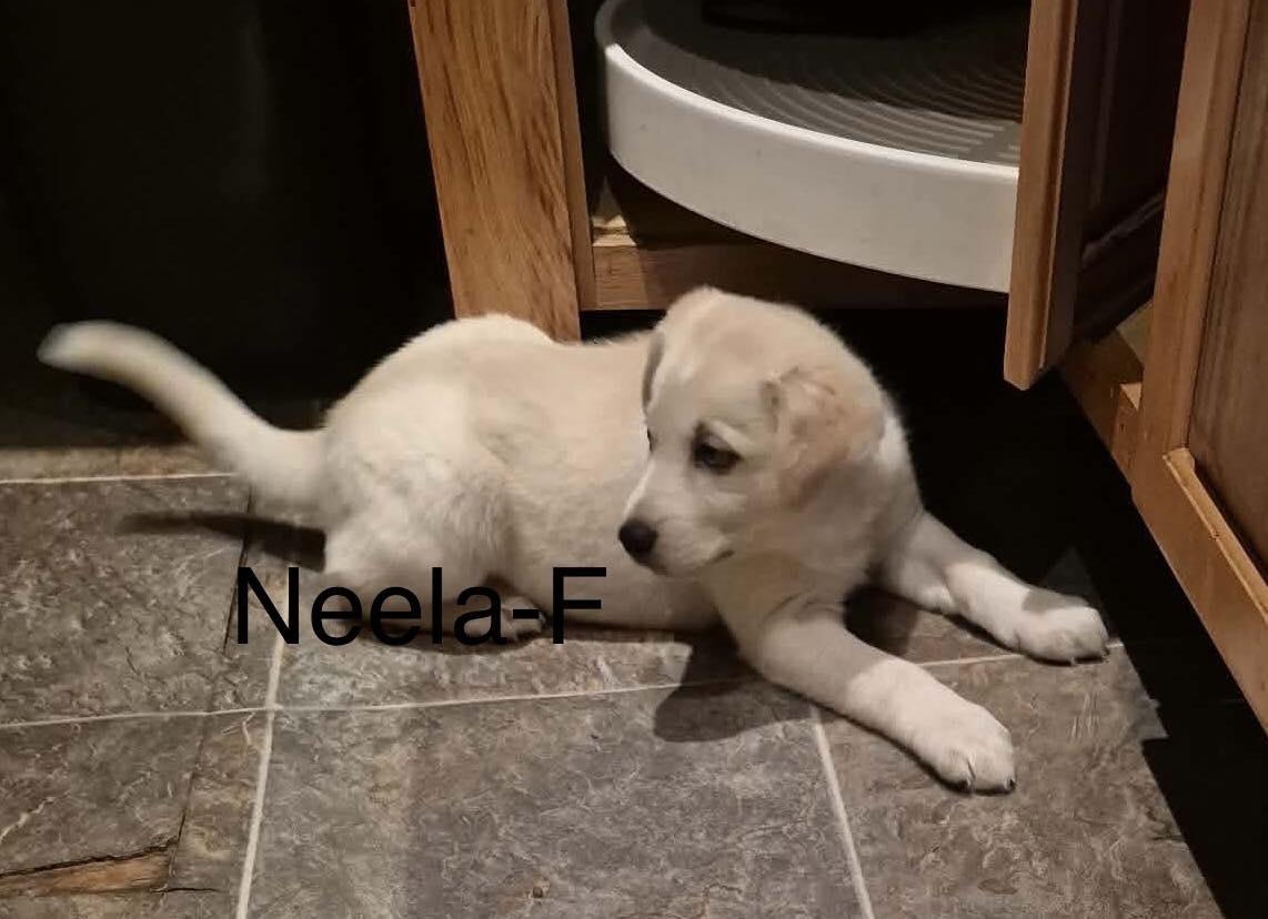 Neela, a ADOPTABLE mixed breed in Toronto, ON image 3/3