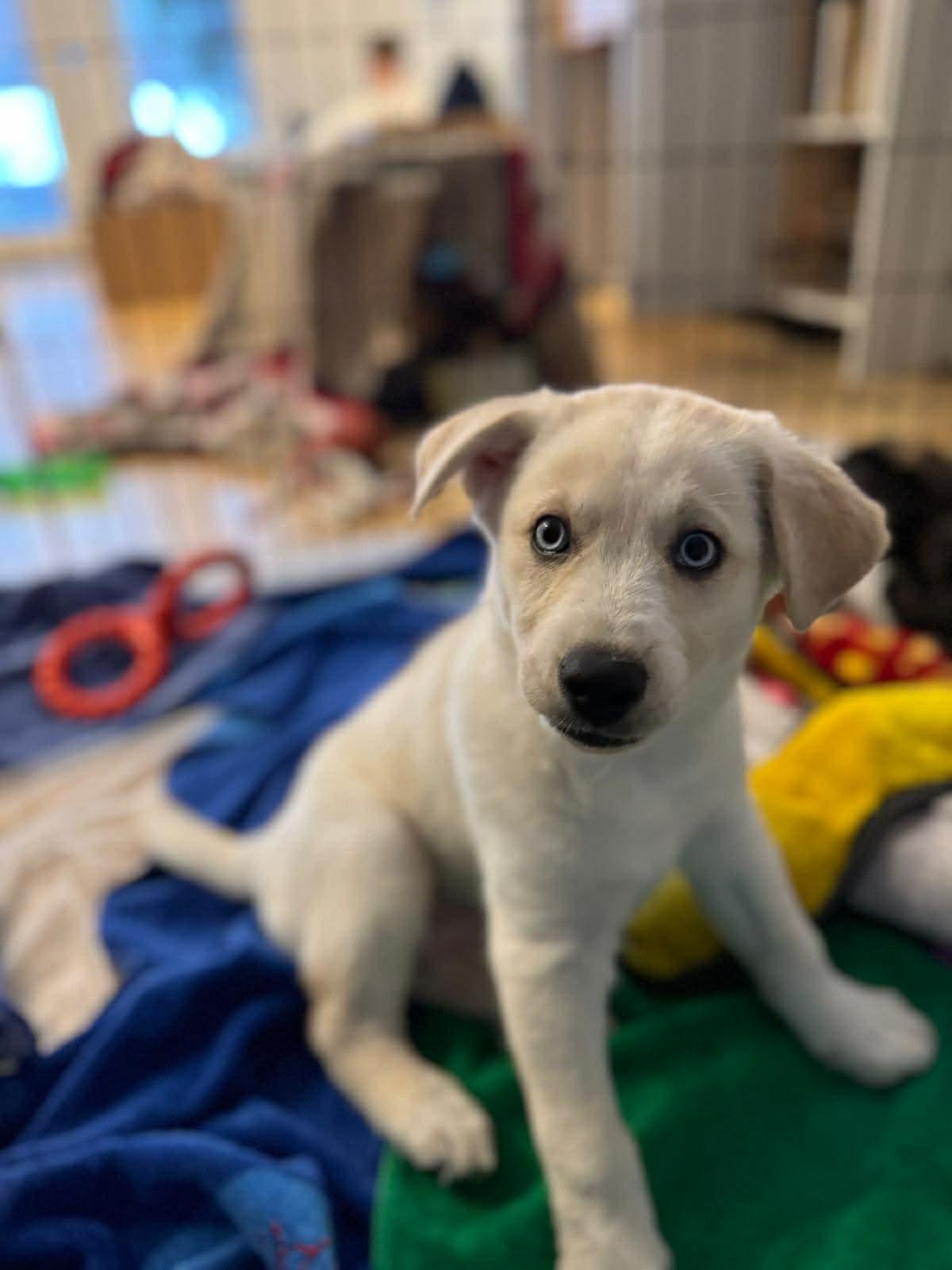 Neela, a ADOPTABLE mixed breed in Toronto, ON image 2/3