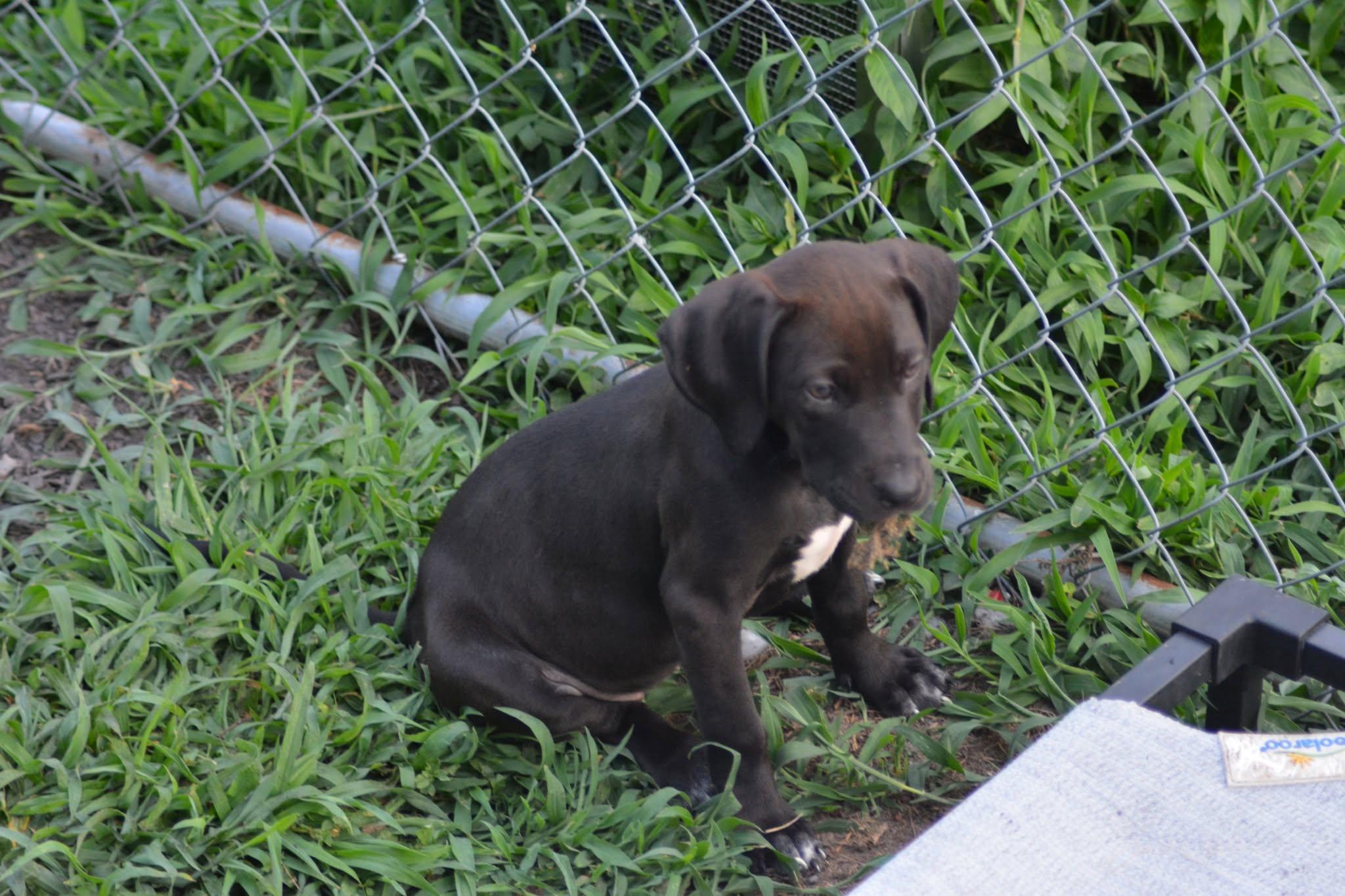 Michigan (D2010), an adopted mixed breed in Hayes, VA image 6/6