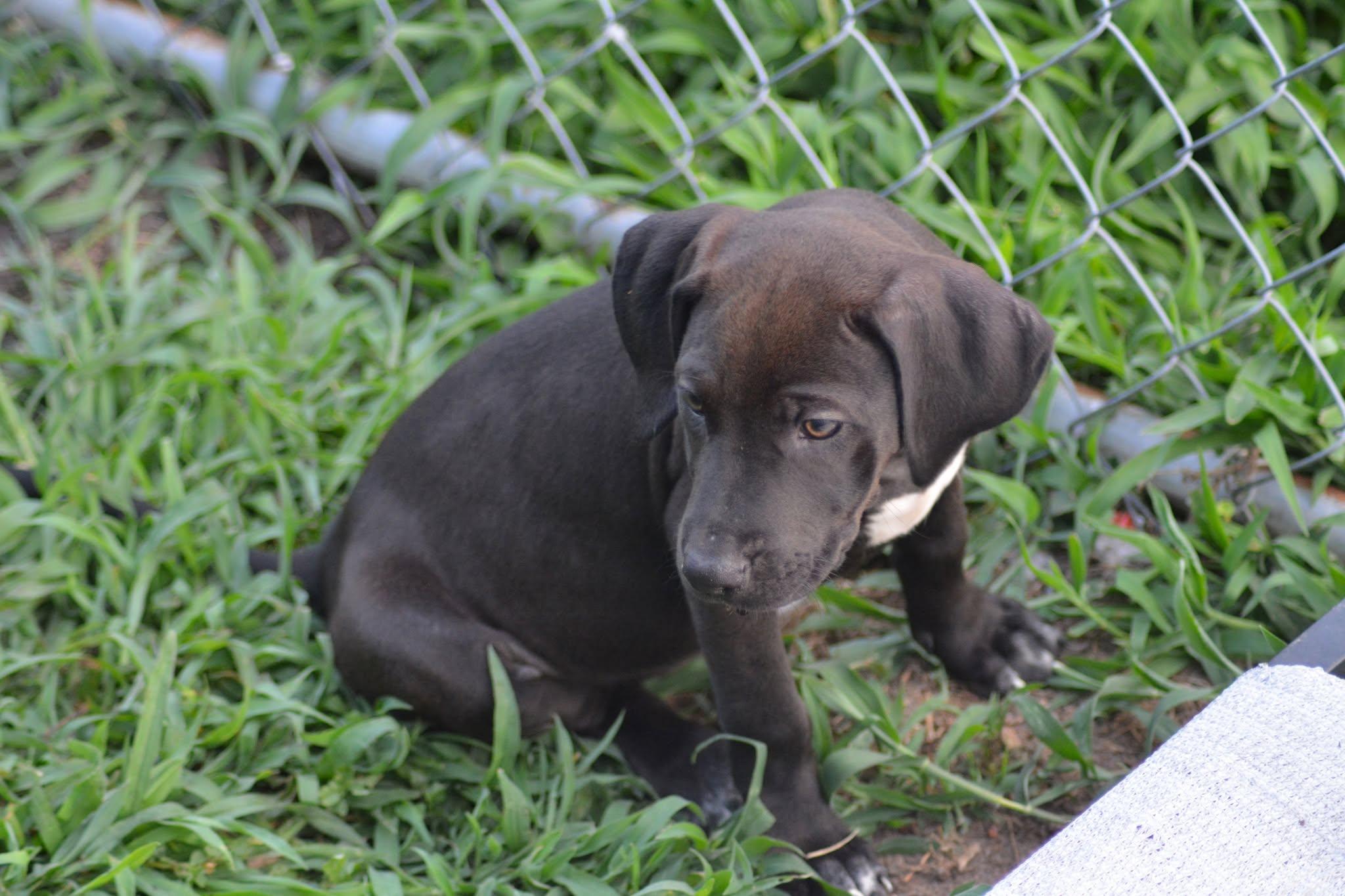 Michigan (D2010), an adopted mixed breed in Hayes, VA image 2/6