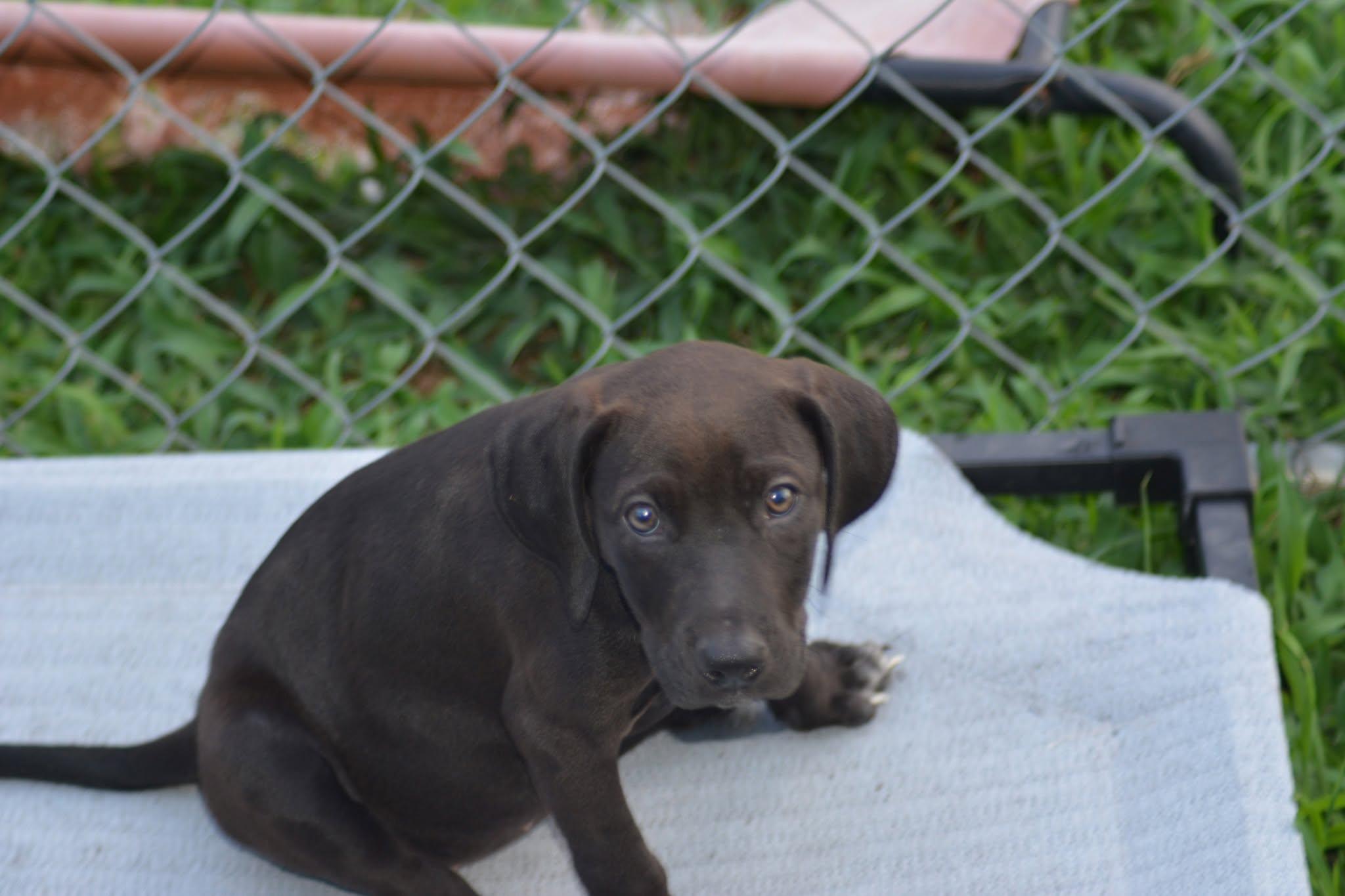 Michigan (D2010), an adopted mixed breed in Hayes, VA image 1/6