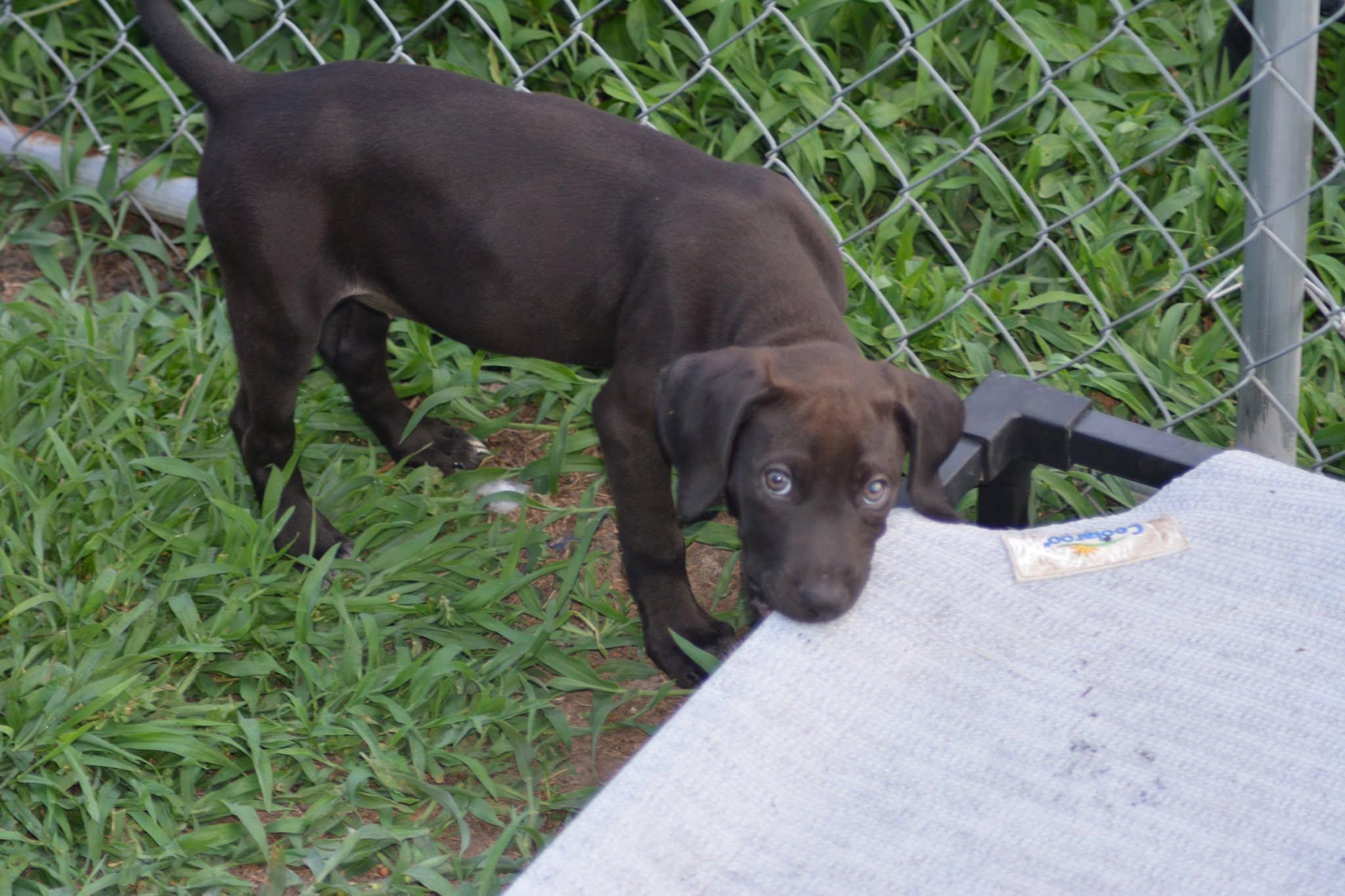Michigan (D2010), an adopted mixed breed in Hayes, VA image 5/6