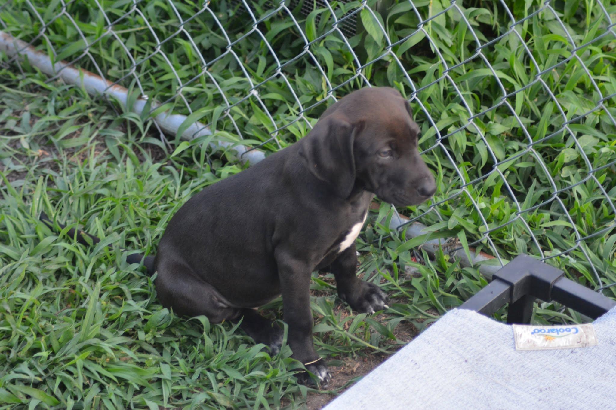 Michigan (D2010), an adopted mixed breed in Hayes, VA image 4/6