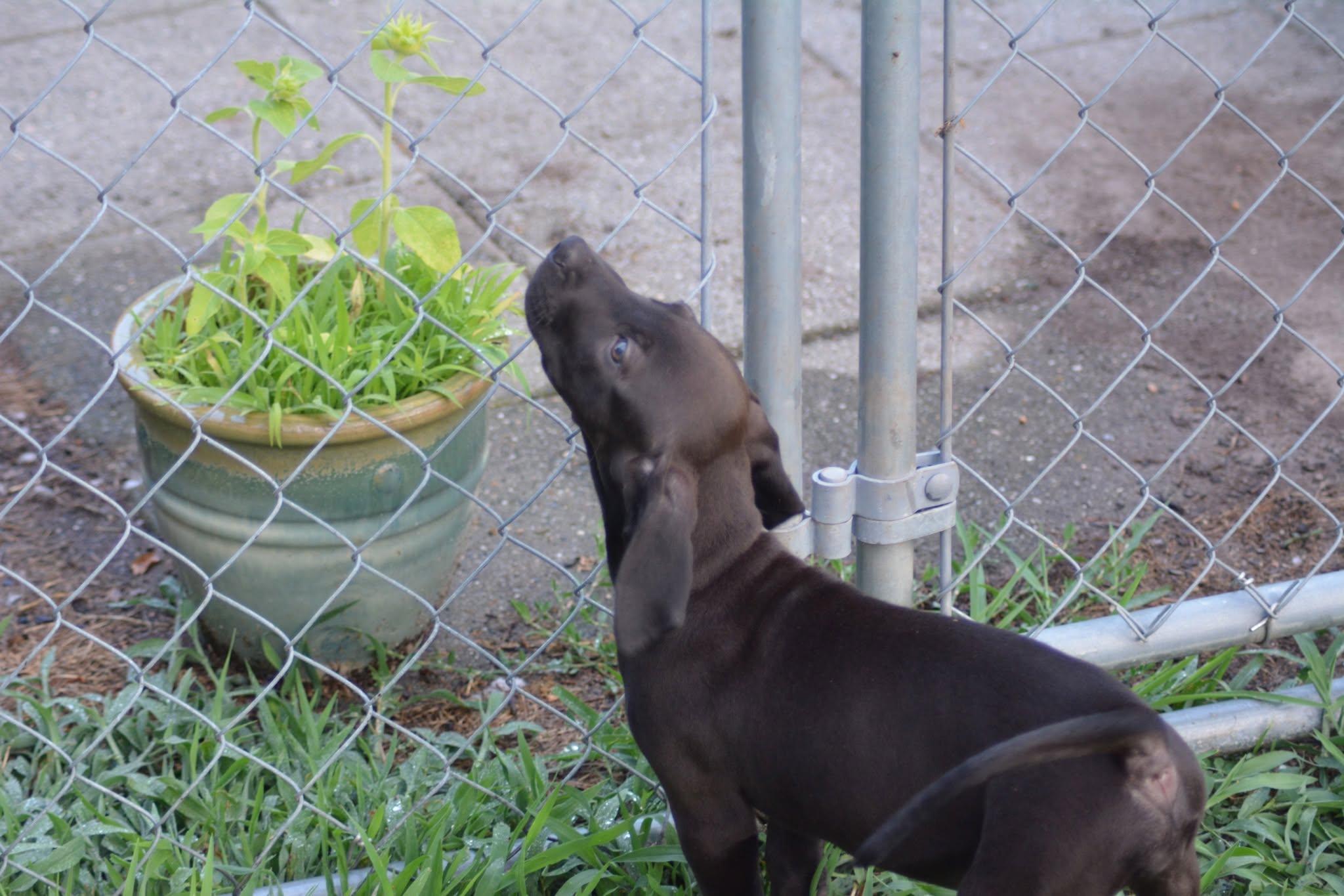 Michigan (D2010), an adopted mixed breed in Hayes, VA image 3/6