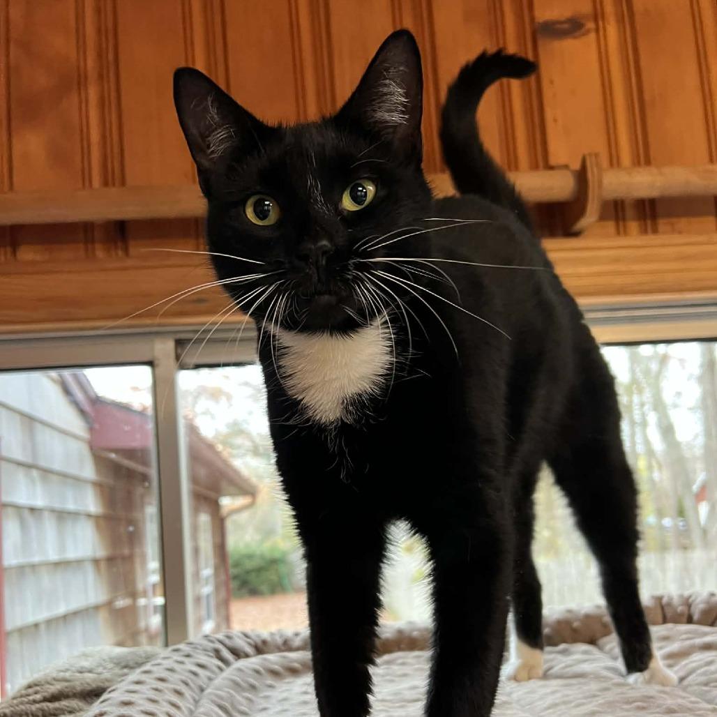 Elphaba, Adoptable, Adult Female Domestic Short Hair.