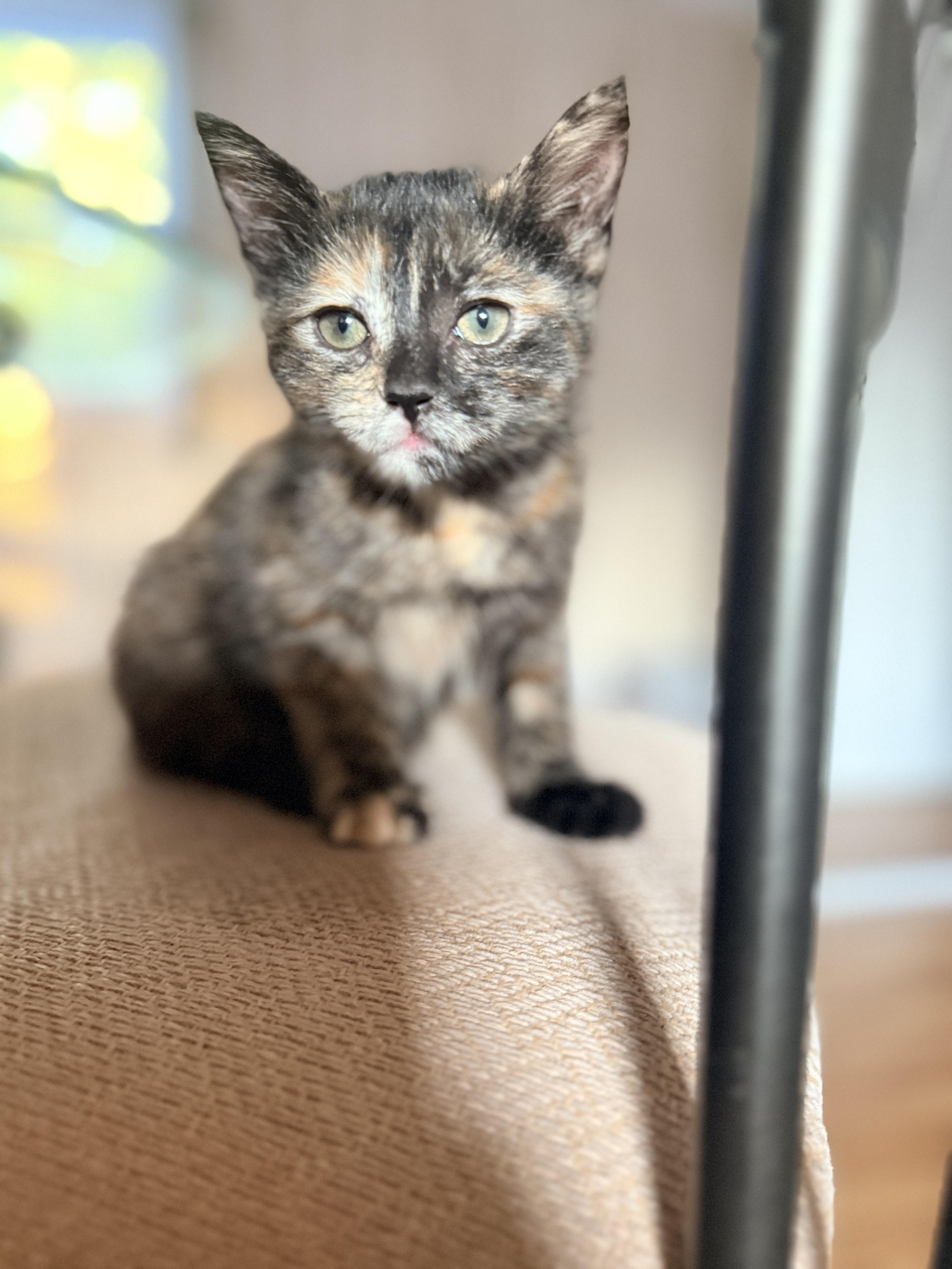 Ciara, an adopted Domestic Short Hair in Columbia, MD image 5/5