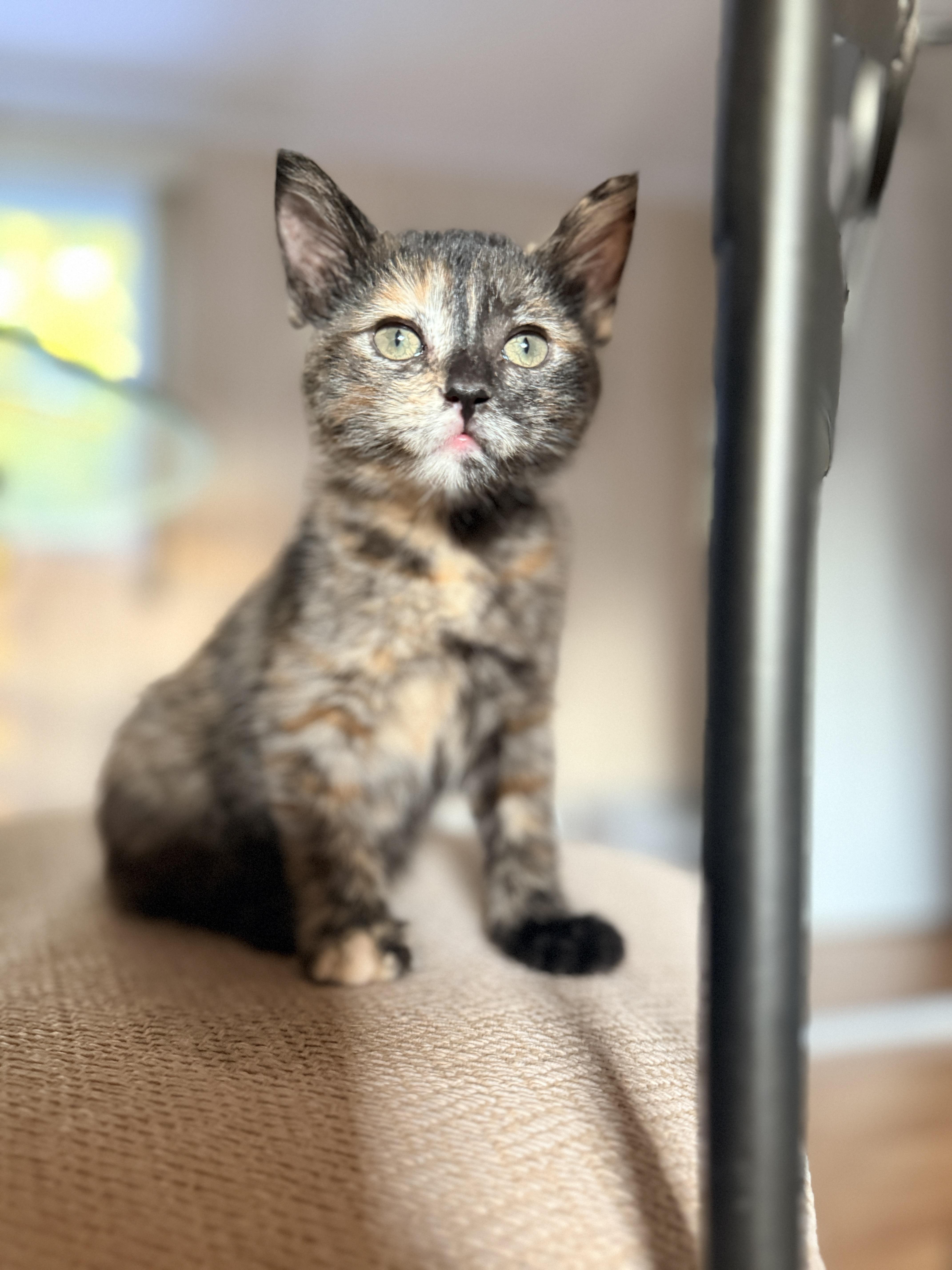 Ciara, an adopted Domestic Short Hair in Columbia, MD image 1/5