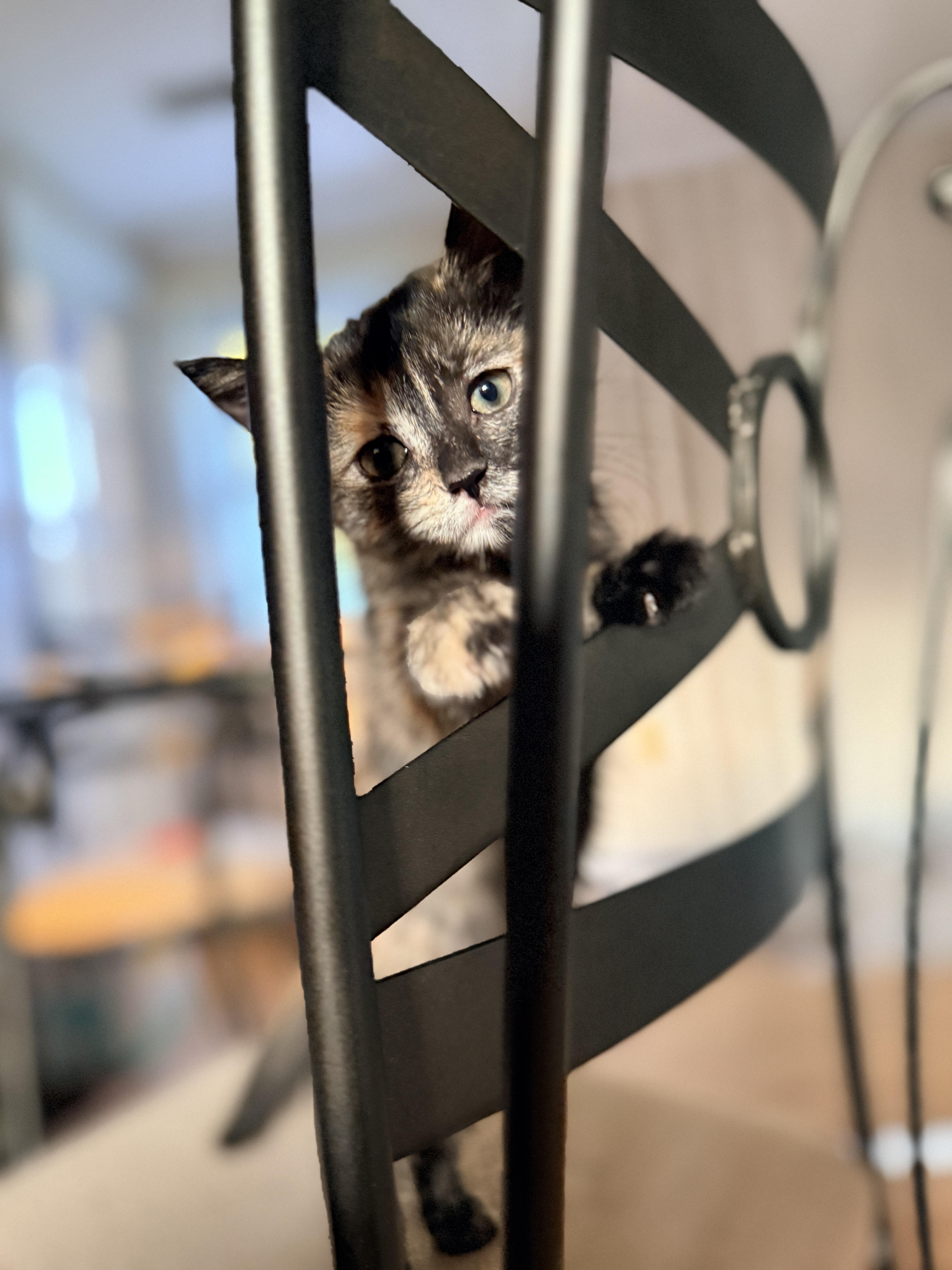 Ciara, an adopted Domestic Short Hair in Columbia, MD image 2/5