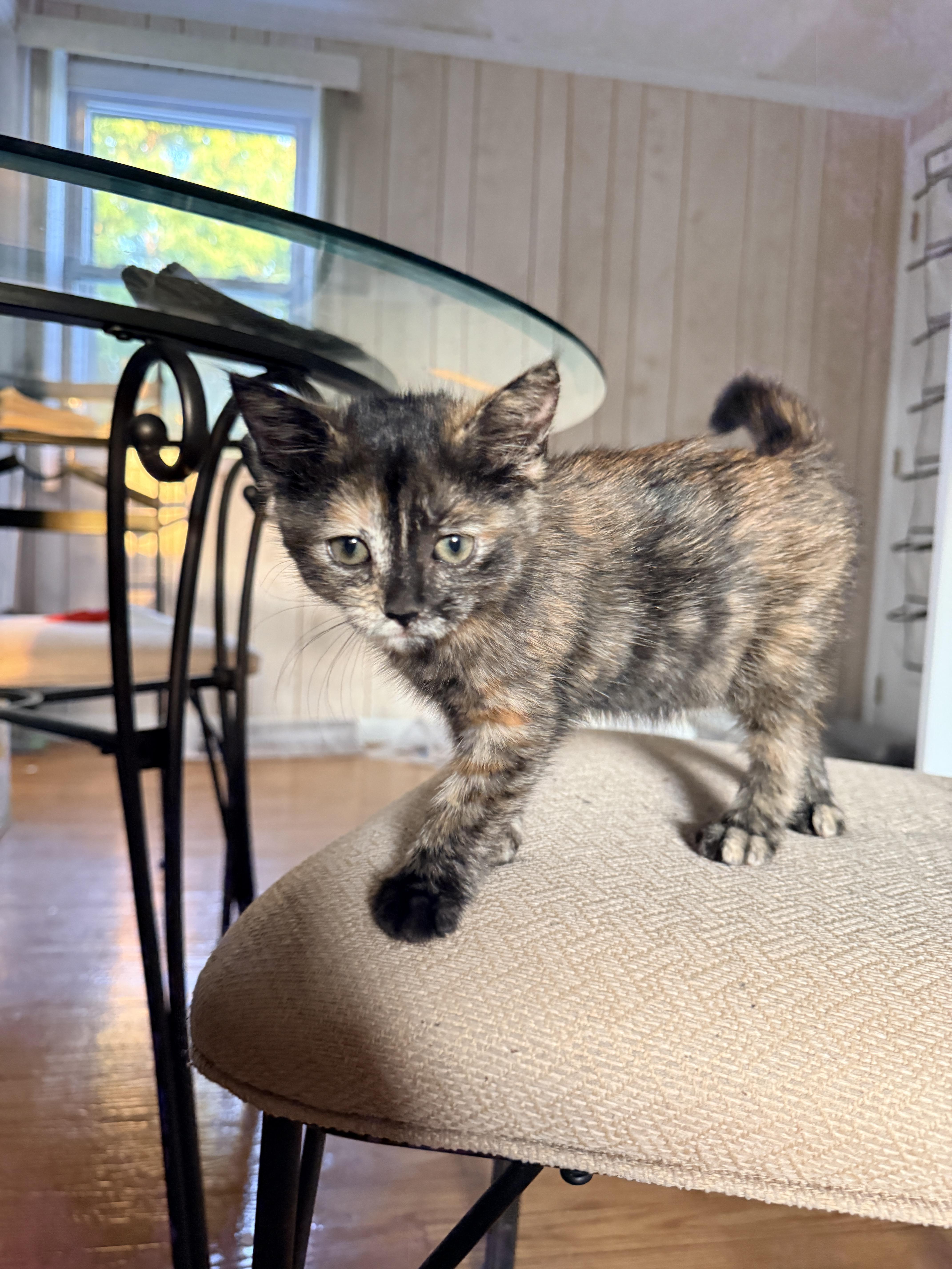 Ciara, an adopted Domestic Short Hair in Columbia, MD image 3/5