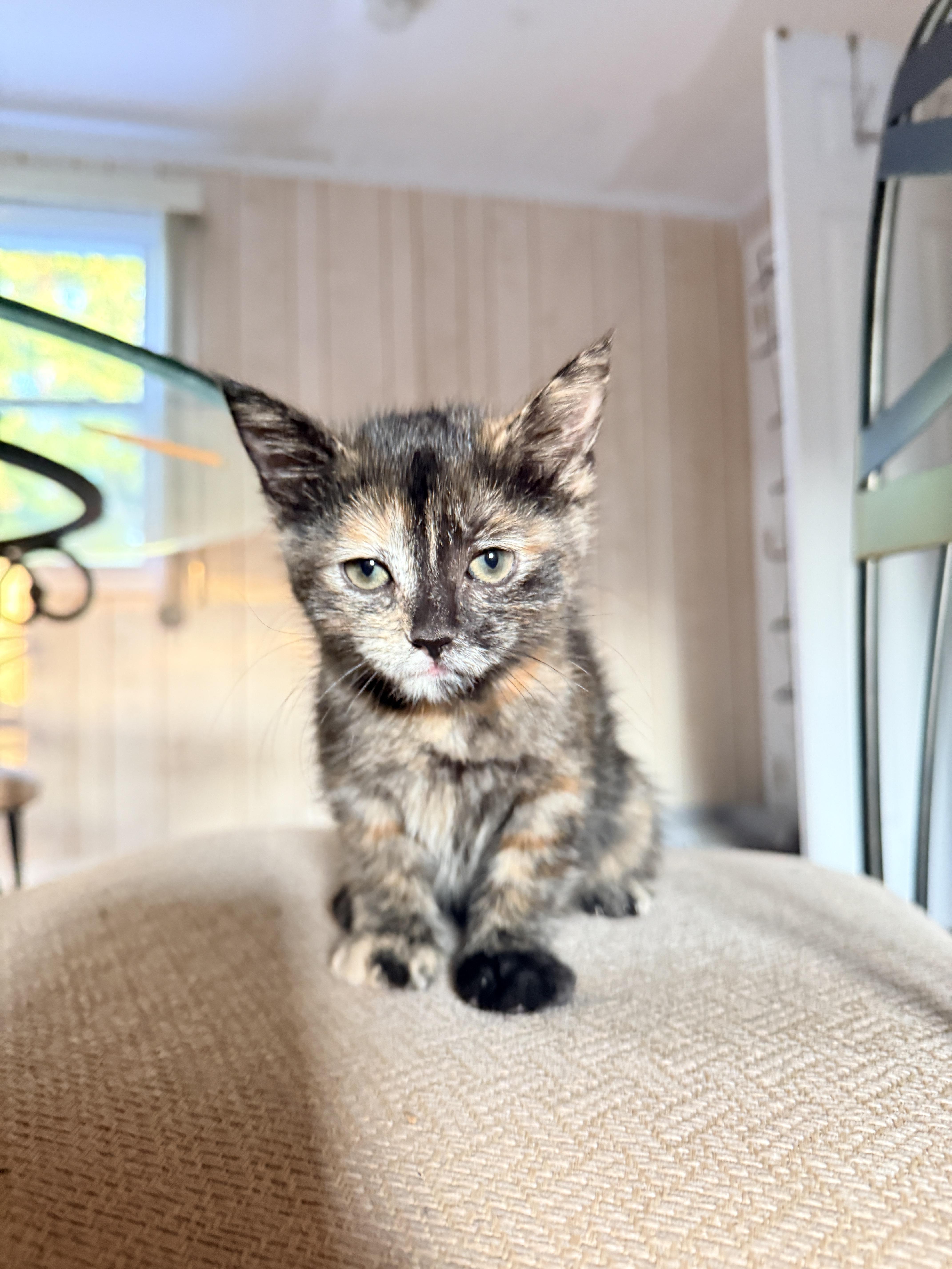 Ciara, an adopted Domestic Short Hair in Columbia, MD image 4/5
