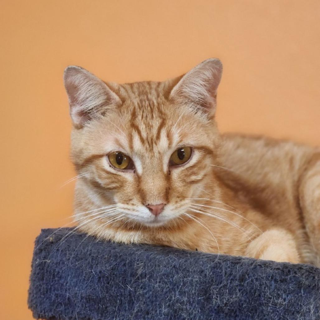 Flounder, Adoptable, Adult Male American Shorthair.