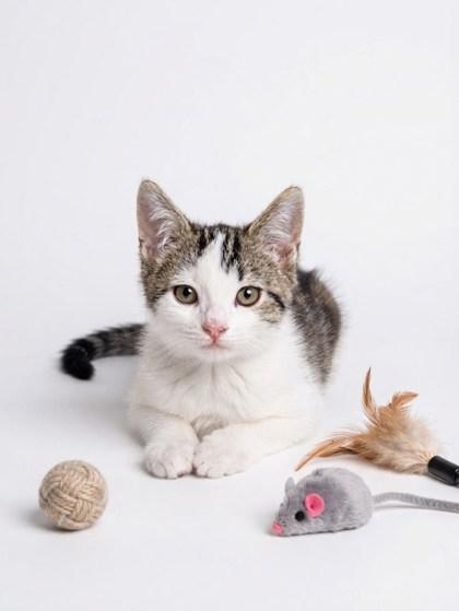 Tippy, Adoptable, Kitten Female Domestic Medium Hair & Domestic Short Hair.