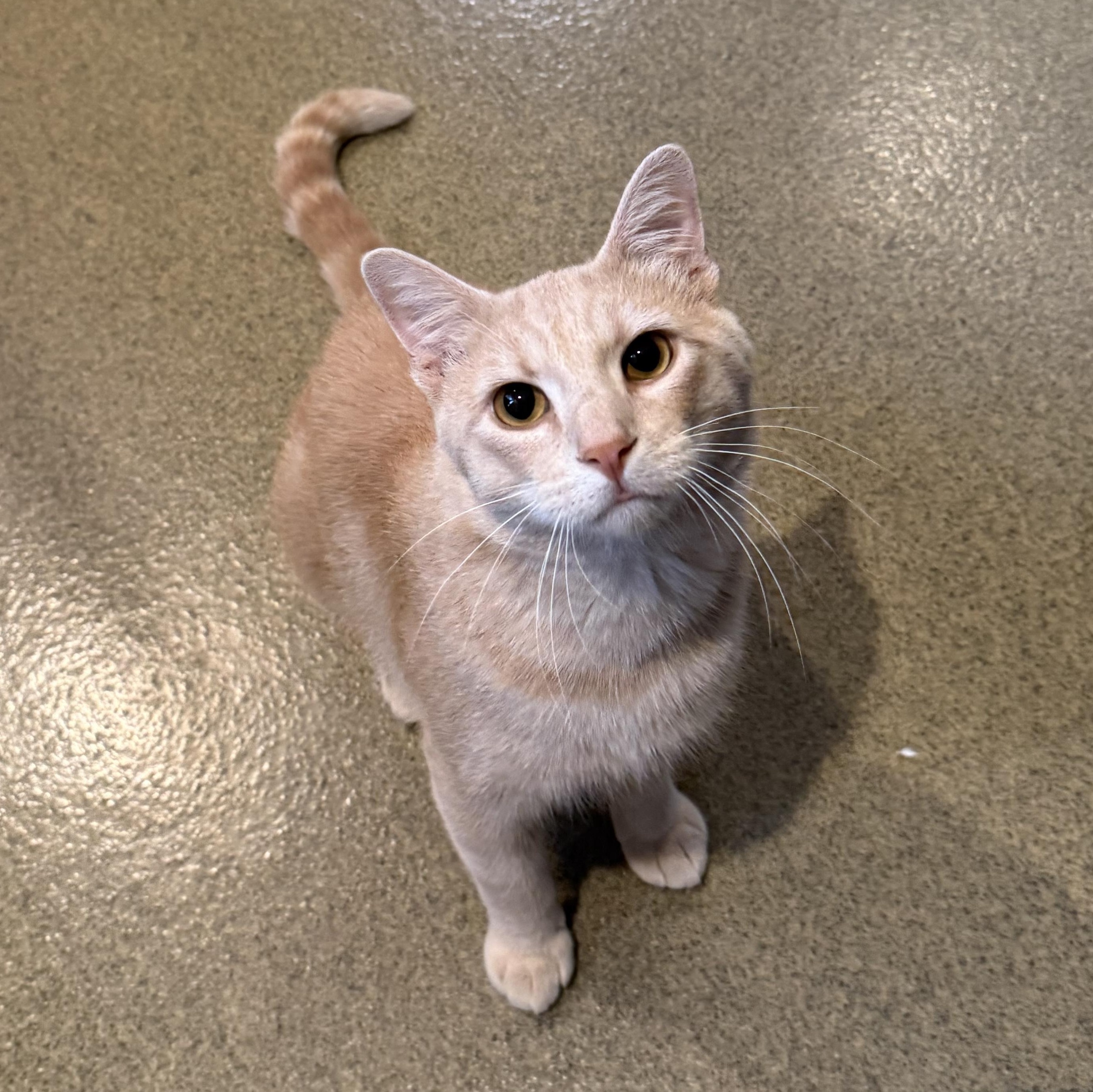 Enlarge Clementine, a ADOPTABLE Domestic Short Hair in Kearney, NE image 1/1