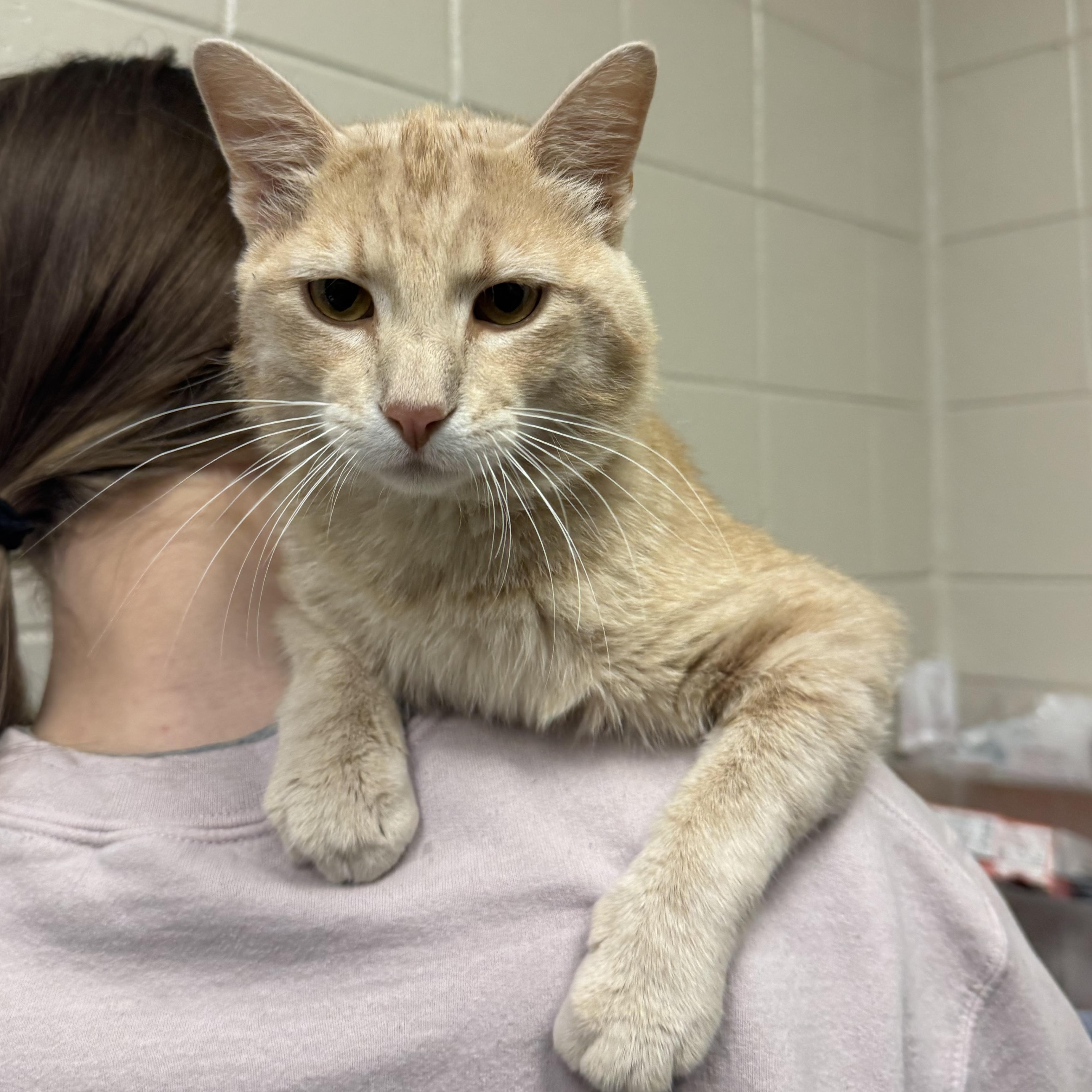 Clementine, ADOPTABLE, Adult Male Domestic Short Hair.