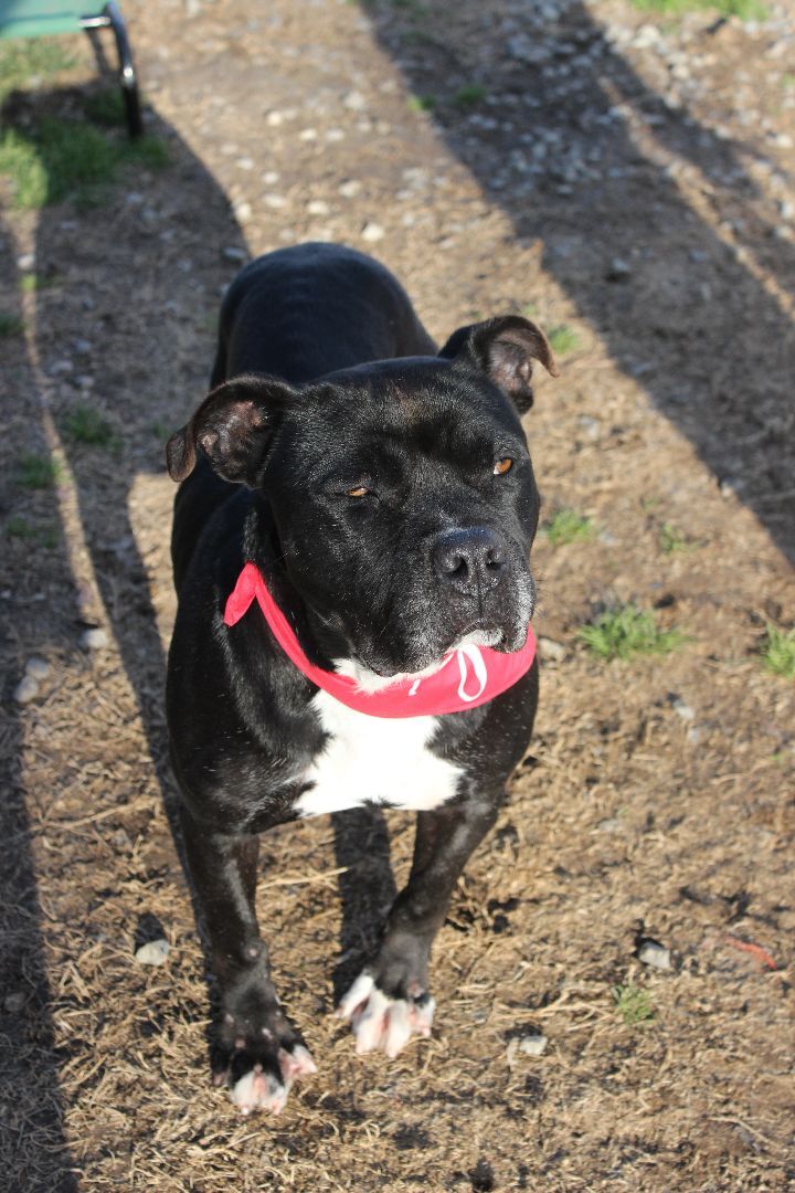 Atlas, Adoptable, Adult Male Pit Bull Terrier.