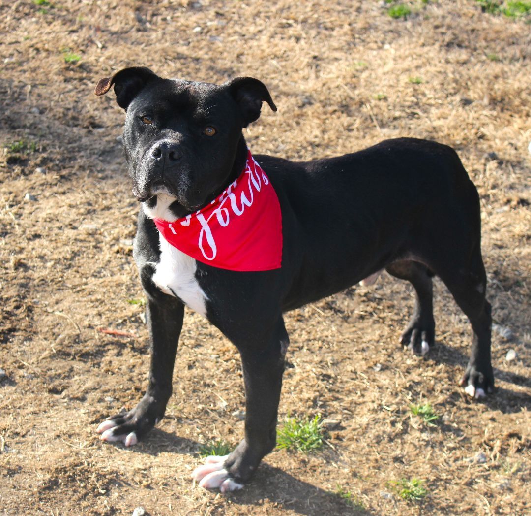 Atlas, a Adoptable mixed breed in Shelby, NC image 2/20