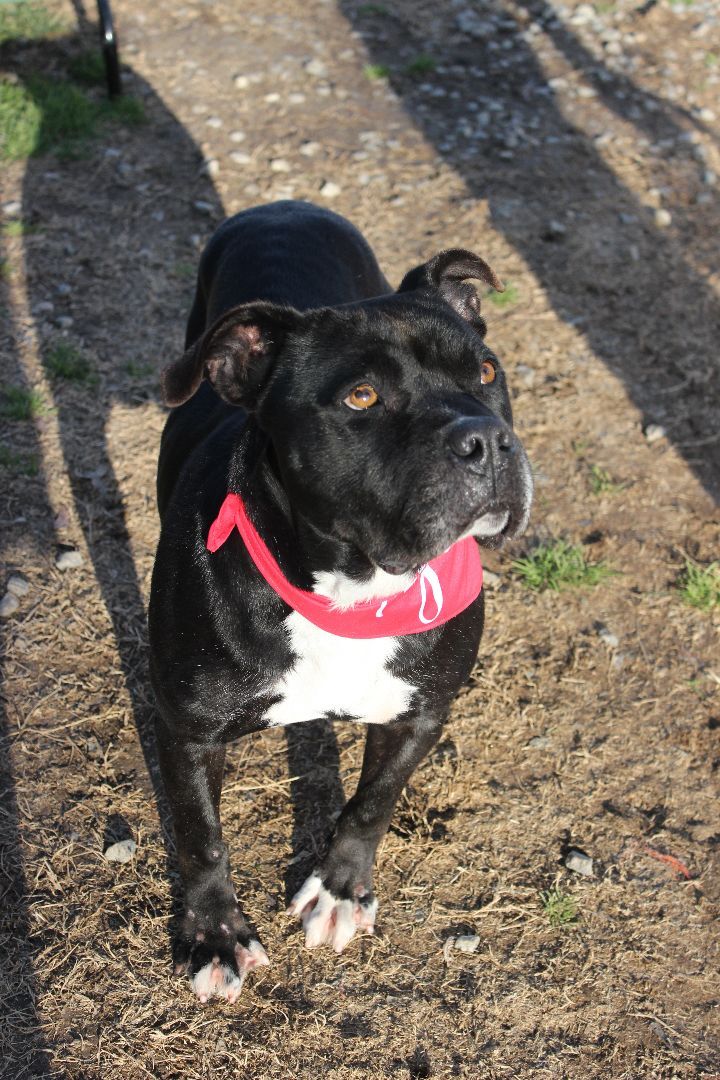 Atlas, a Adoptable mixed breed in Shelby, NC image 3/20