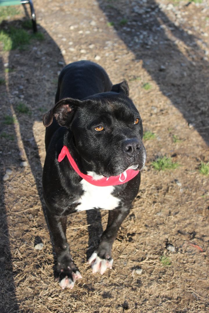 Atlas, a Adoptable mixed breed in Shelby, NC image 4/20