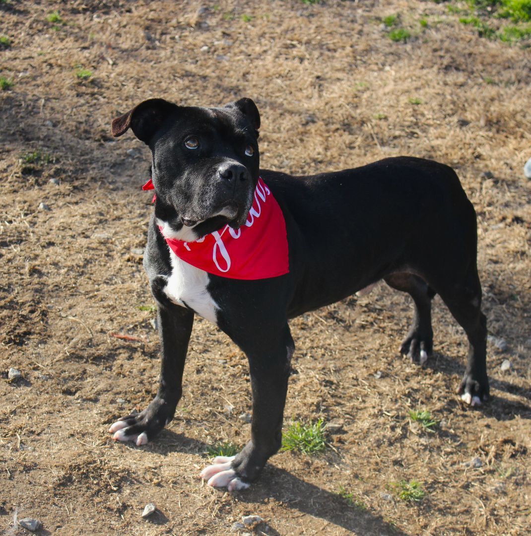 Atlas, a Adoptable mixed breed in Shelby, NC image 5/20