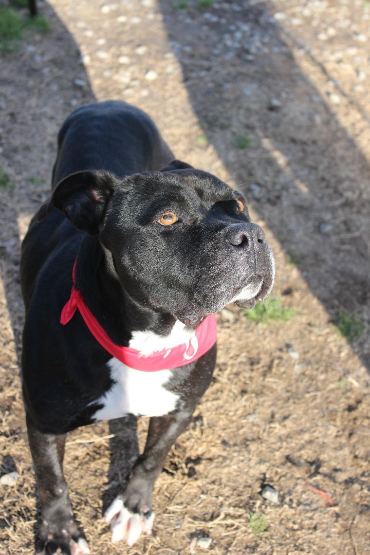 Atlas, a Adoptable mixed breed in Shelby, NC image 6/20