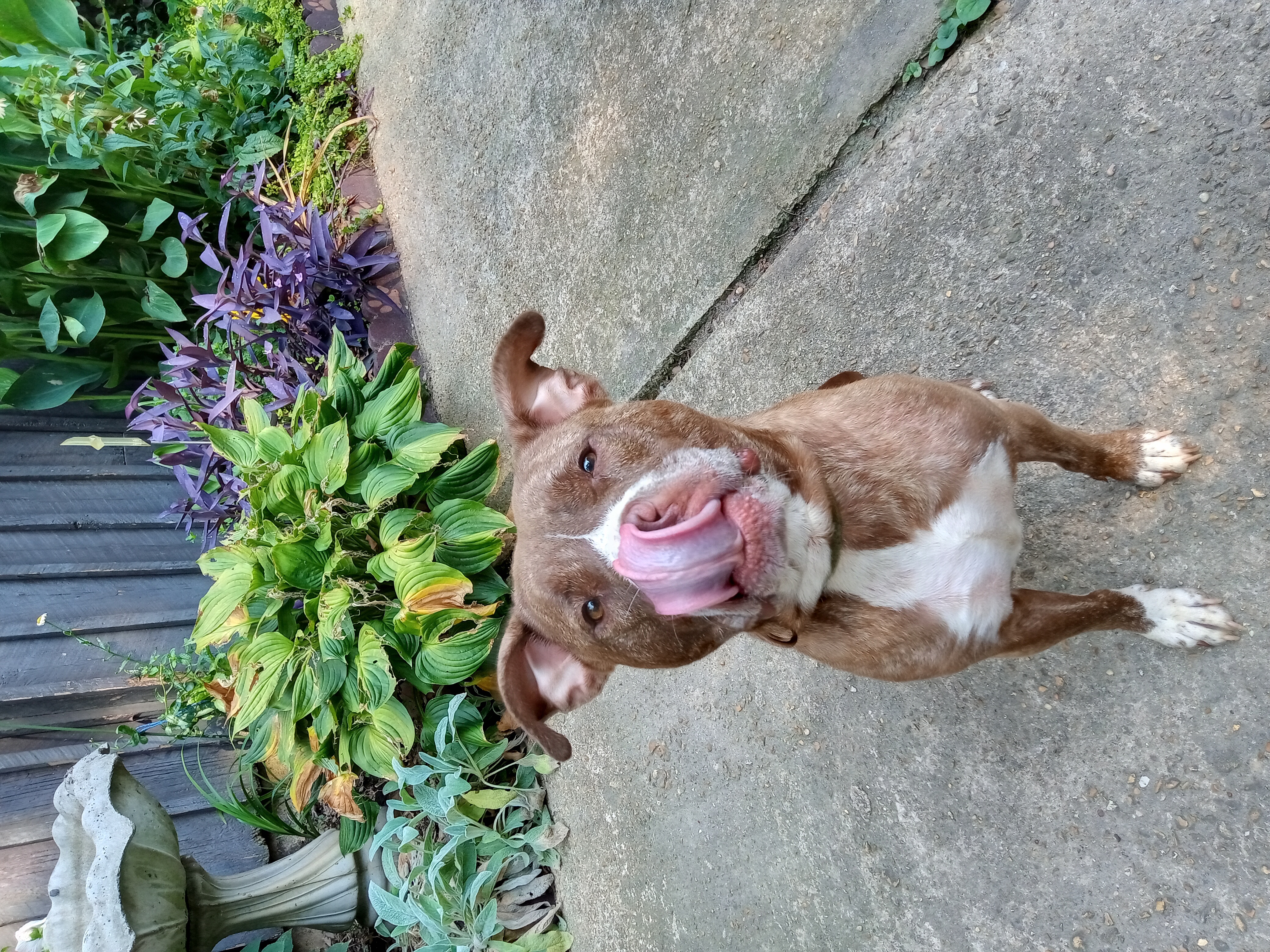 Lady, a Adoptable mixed breed in Memphis, TN image 1/10