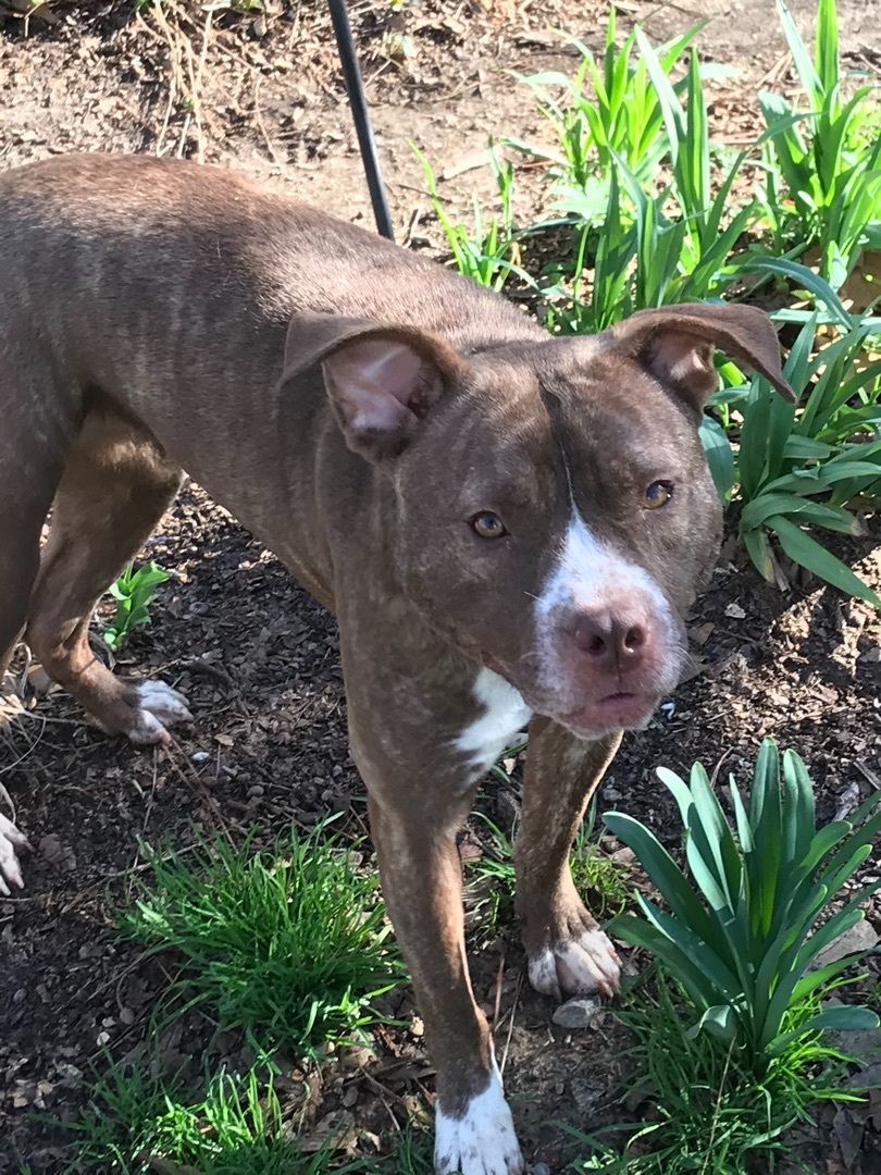 Lady, a Adoptable mixed breed in Memphis, TN image 3/10