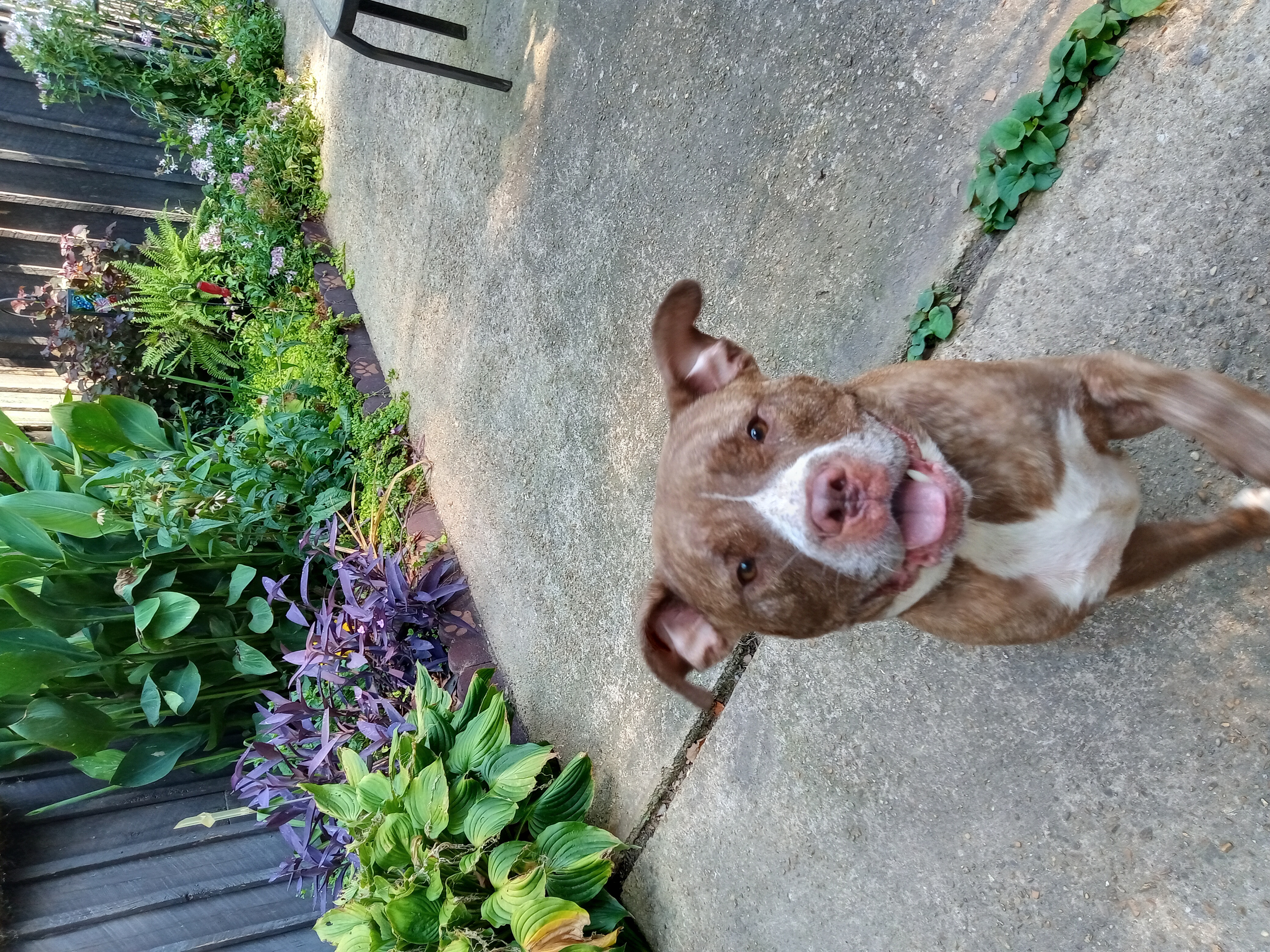 Lady, a Adoptable mixed breed in Memphis, TN image 4/10