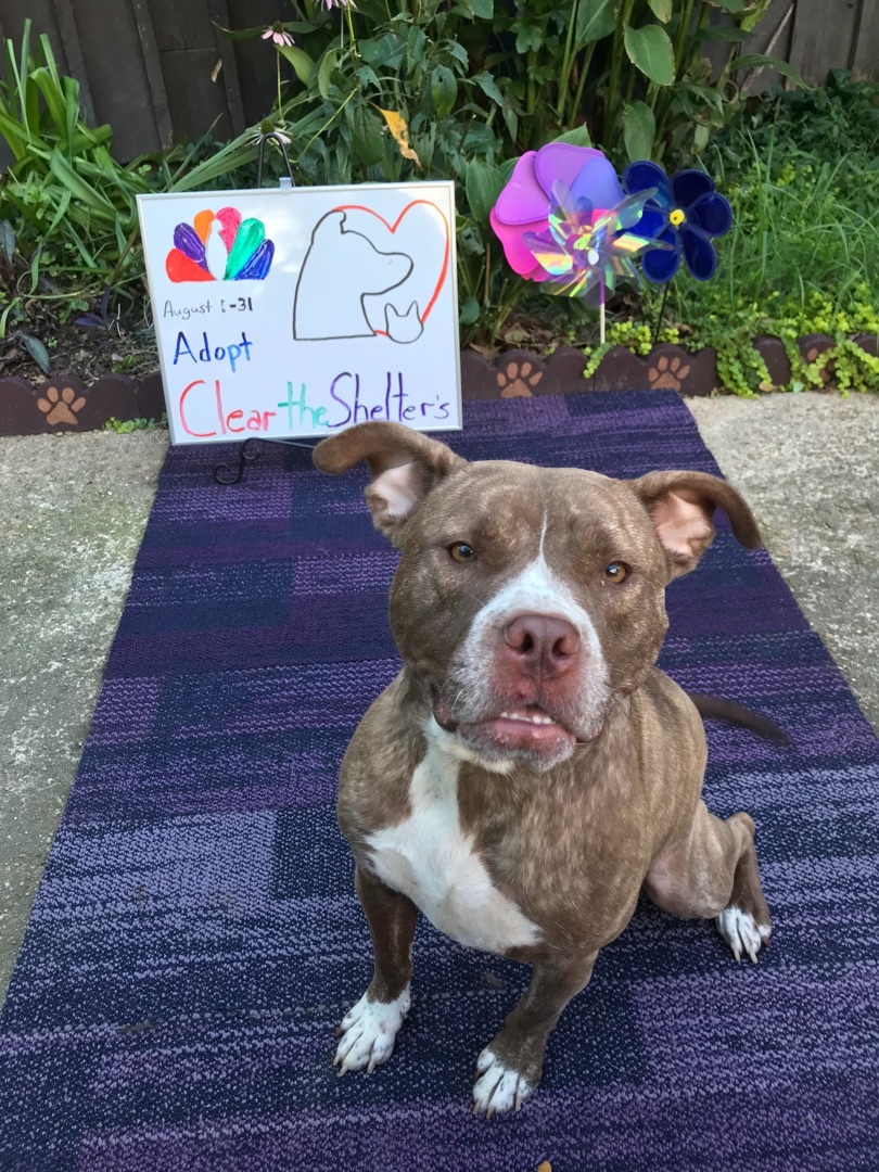 Lady, Adoptable, Adult Female American Staffordshire Terrier & Pit Bull Terrier.