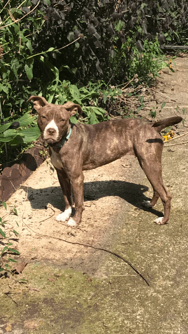 Lady, a Adoptable mixed breed in Memphis, TN image 6/10