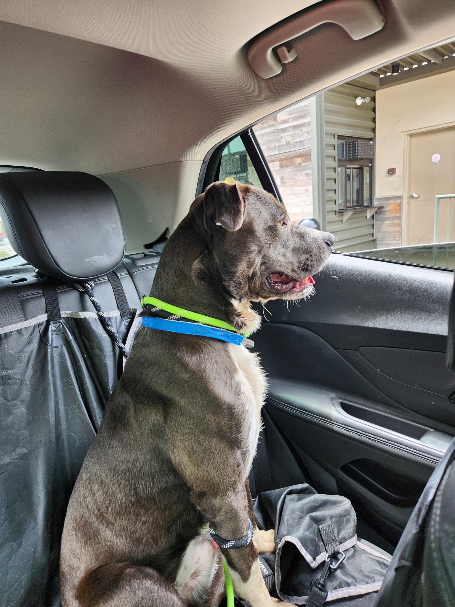 Enlarge Chuck, a ADOPTABLE mixed breed in Rancho Palos Verdes, CA image 5/6