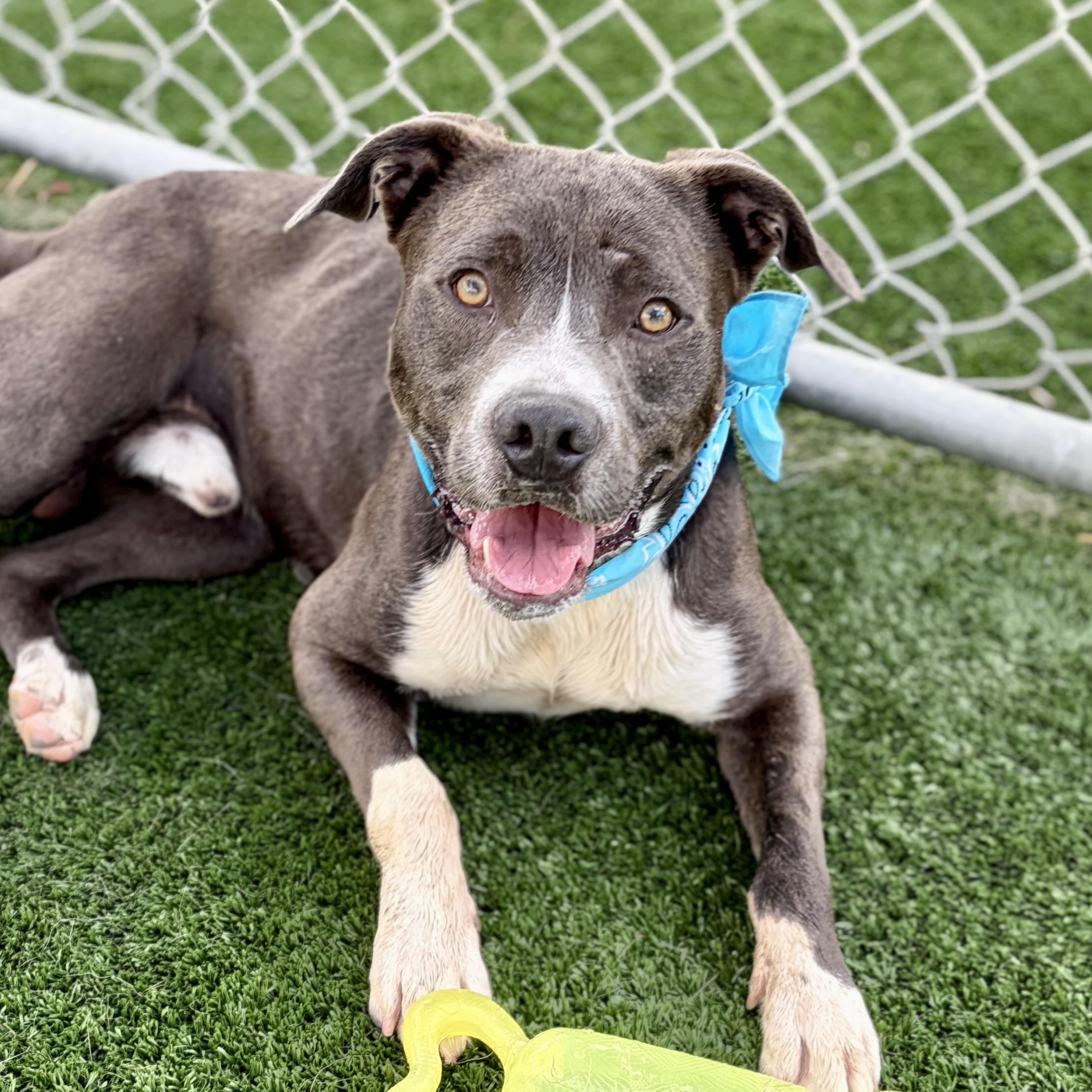 Chuck, ADOPTABLE, Young Male American Staffordshire Terrier & Pit Bull Terrier.