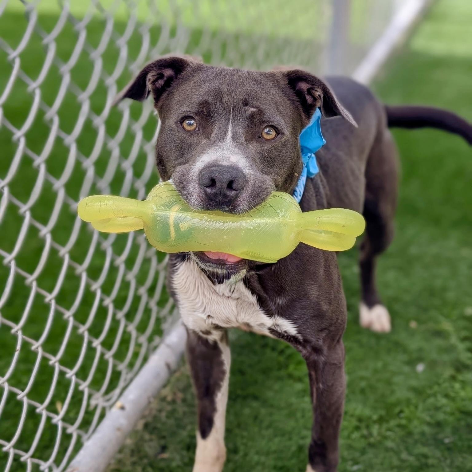Enlarge Chuck, a ADOPTABLE mixed breed in Rancho Palos Verdes, CA image 4/6