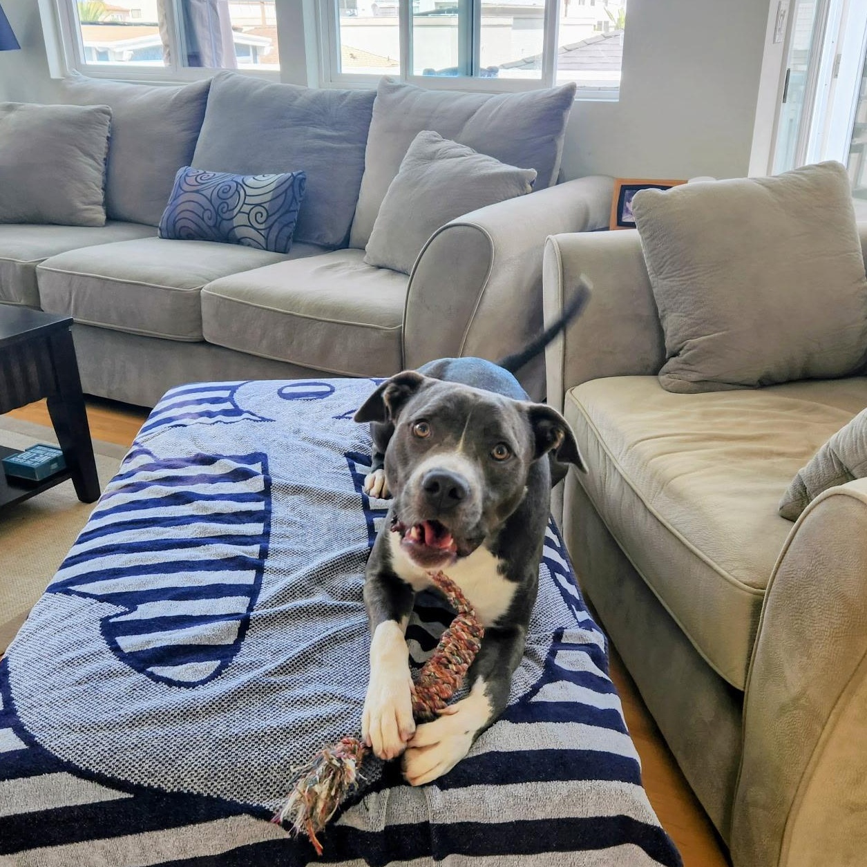 Enlarge Chuck, a ADOPTABLE mixed breed in Rancho Palos Verdes, CA image 6/6