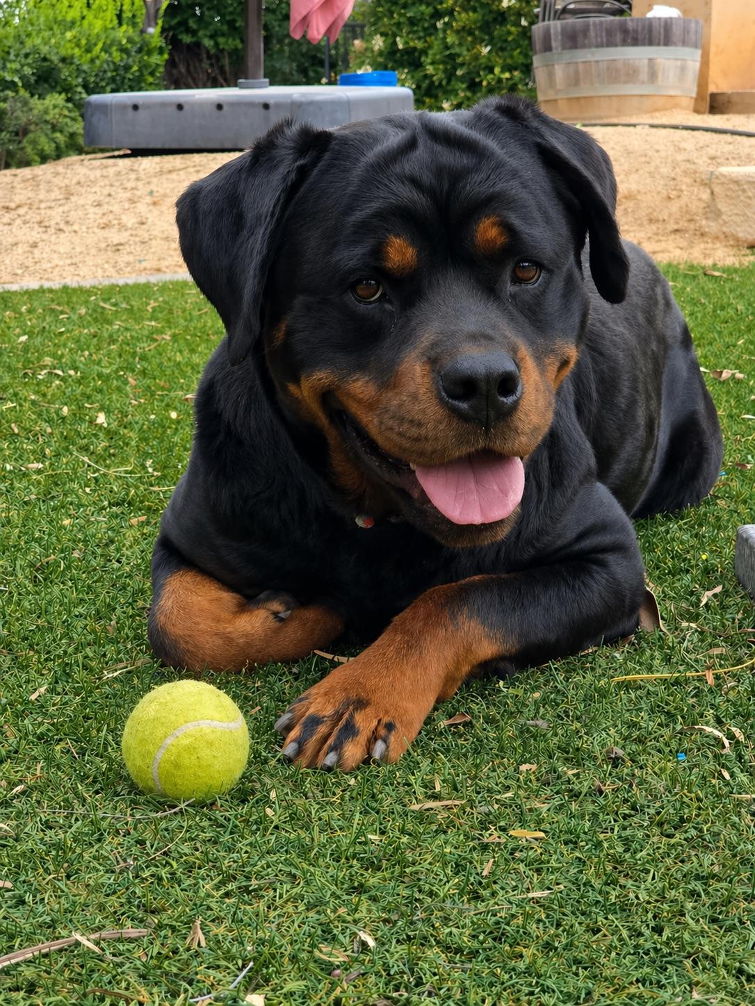 Enlarge Annie , an adopted Rottweiler in Costa Mesa , CA image 1/4
