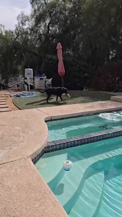 Enlarge Annie , an adopted Rottweiler in Costa Mesa , CA video 3/4