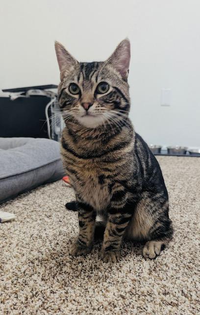 Enlarge Mara, an adoptable Domestic Short Hair in Las Vegas, NV image 2/3