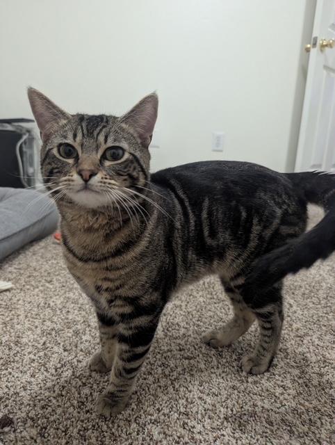 Mara, adoptable, Young Male Domestic Short Hair.