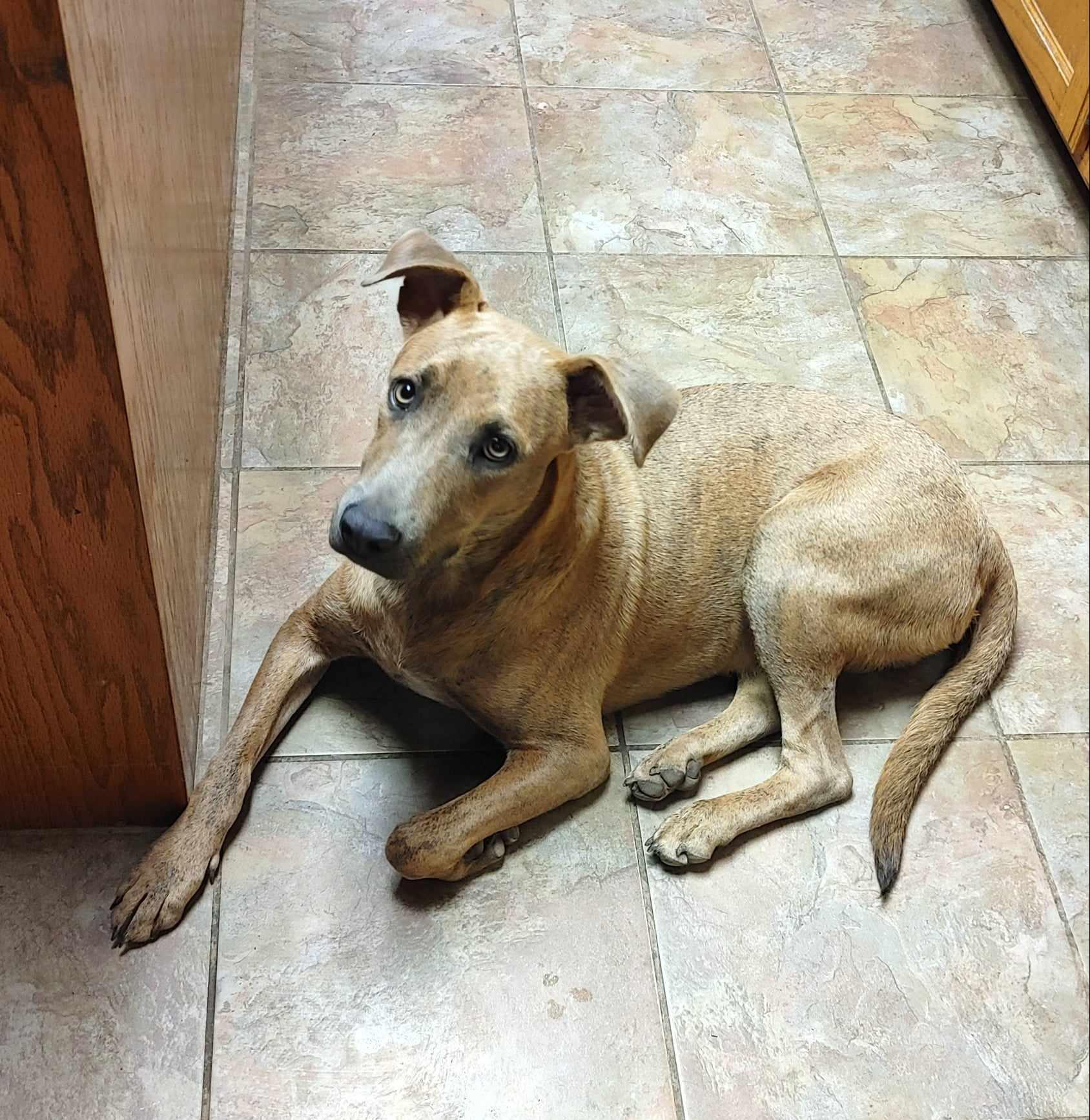 Enlarge Rocky, a Adoptable mixed breed in Seguin, TX image 2/6