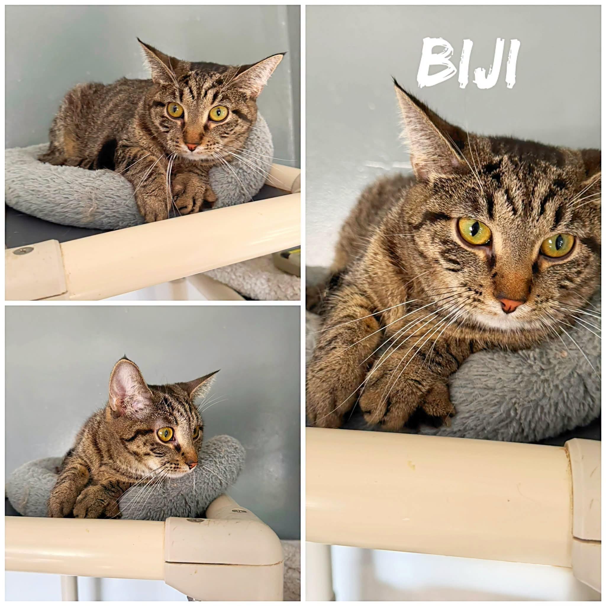 Biji, ADOPTABLE, Adult Female Domestic Short Hair.