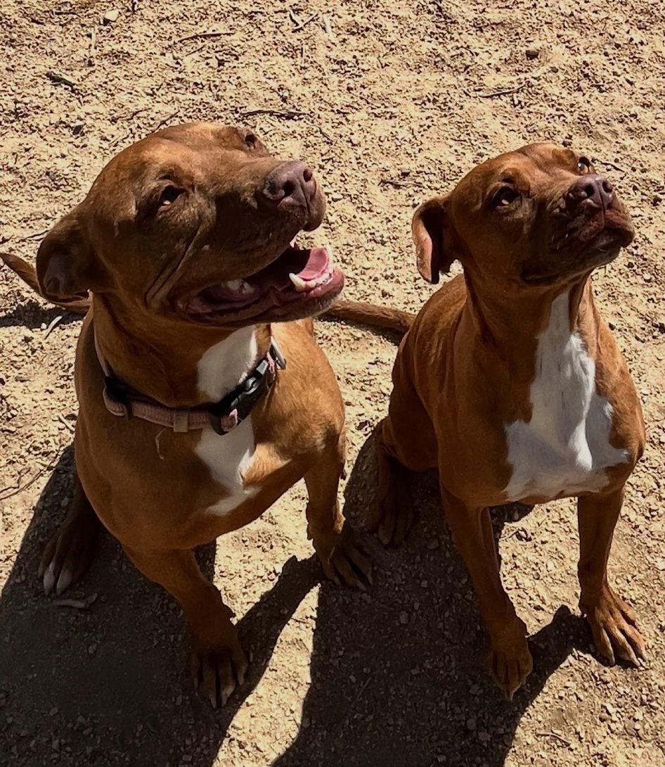 Ty and Troy, Adoptable, Adult Male Boxer.