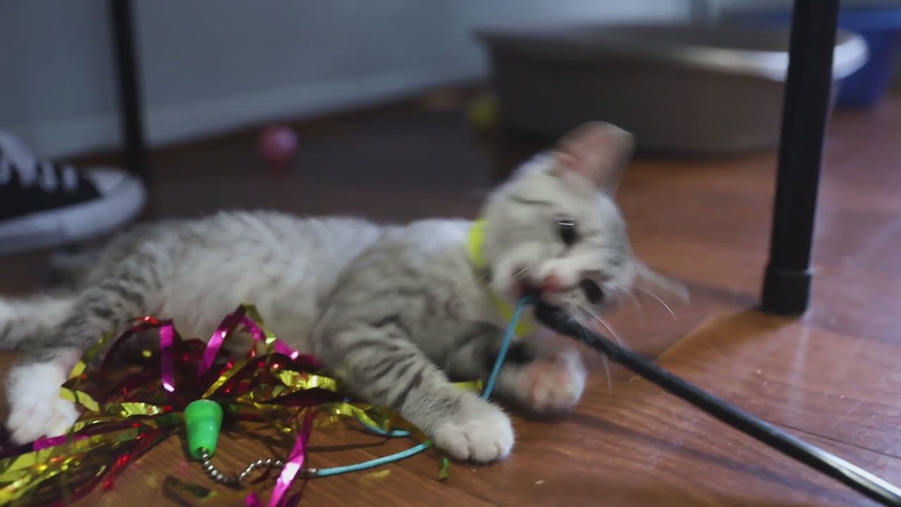 Enlarge Rhea, a Adopted Domestic Short Hair in Port Wentworth, GA video 6/11