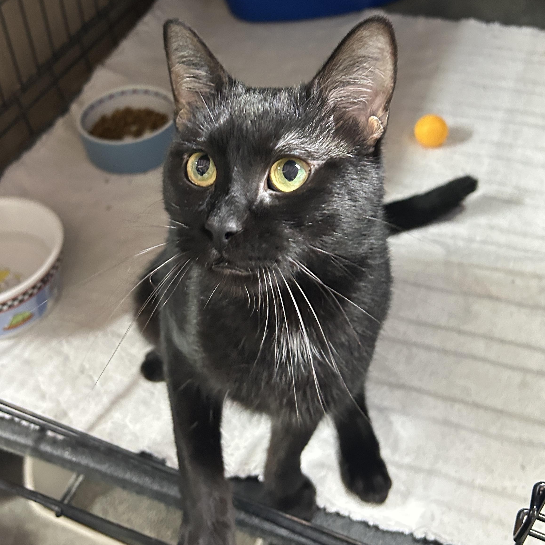 Cedric, Adult Male Domestic Short Hair