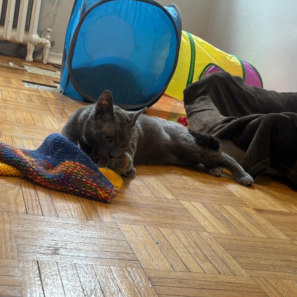 Stormy, Adoptable, Adult Male Domestic Short Hair.