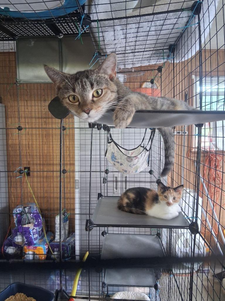 Enlarge Teela, a Adoptable Calico in Crossville, TN image 1/4