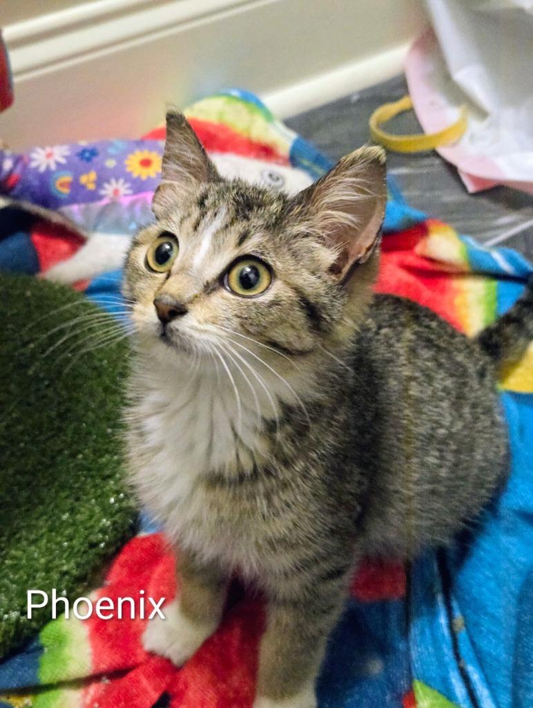 Phoenix, Adoptable, Kitten Female Domestic Short Hair.