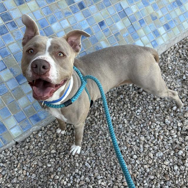 Enlarge TOFFEE, a Adoptable Pit Bull Terrier in Mesa, AZ image 1/1