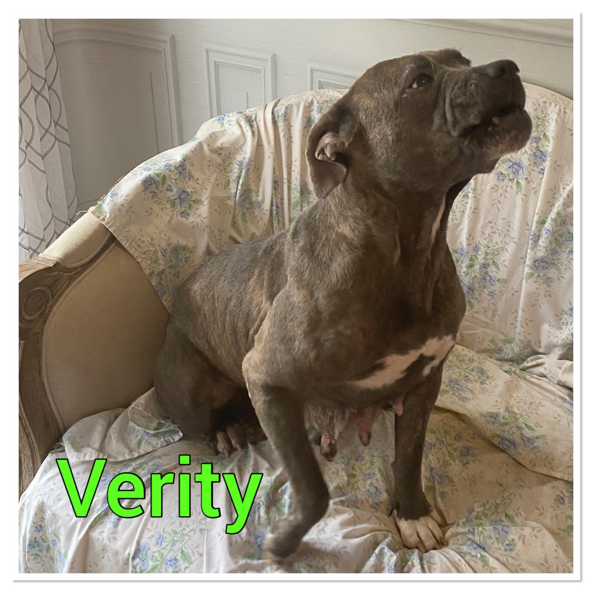 Verity #25206
