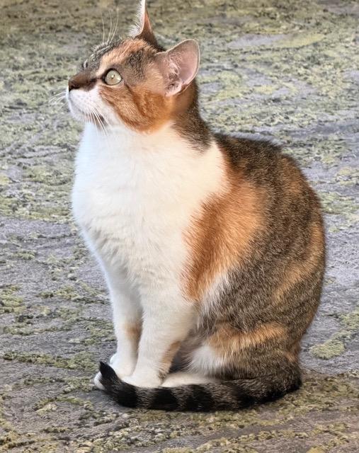 Enlarge Cher, a Adoptable Calico in New York, NY image 6/6