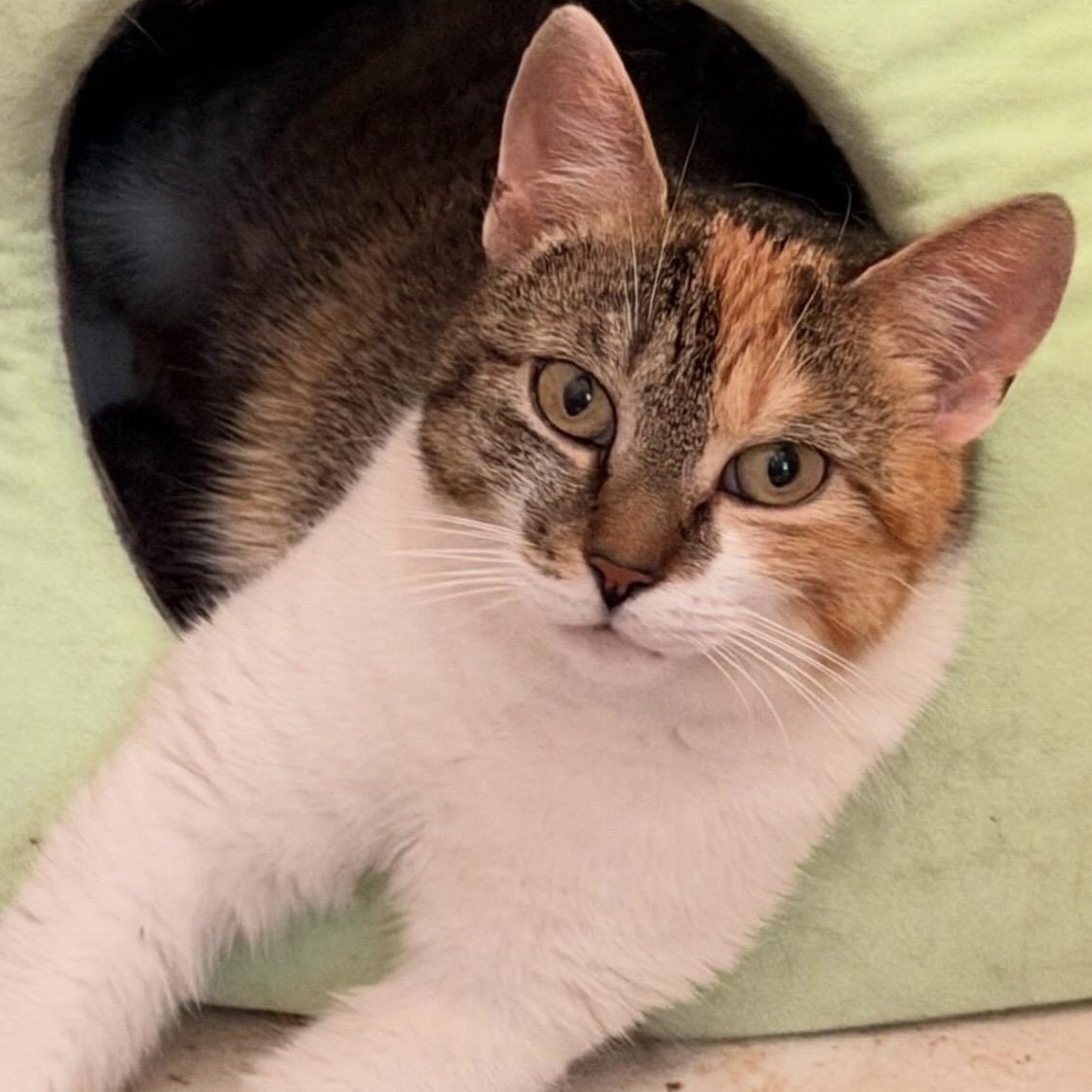 Enlarge Cher, a Adoptable Calico in New York, NY image 2/6