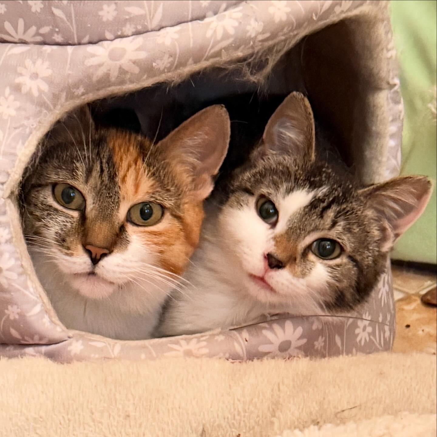 Enlarge Cher, a Adoptable Calico in New York, NY image 4/6